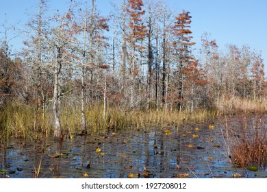 Southern Swamp With Handing Spanish Moss