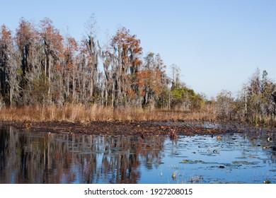 Southern Swamp With Handing Spanish Moss