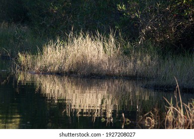 Southern Swamp With Handing Spanish Moss