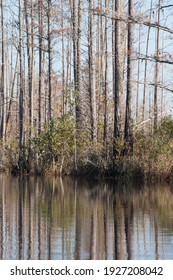 Southern Swamp With Handing Spanish Moss