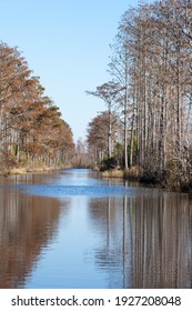 Southern Swamp With Handing Spanish Moss