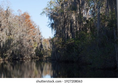 Southern Swamp With Handing Spanish Moss