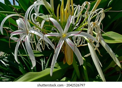 Southern Swamp Lily In A Garden