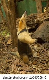 The Southern Tamandua,  Collared Anteater Or Lesser Anteater (Tamandua Tetradactyla).