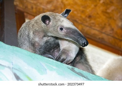 Southern Tamandua Or Lesser Anteater (Tamandua Tetradactyla)