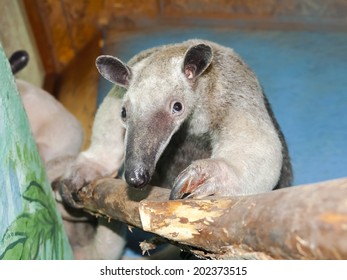 Southern Tamandua Or Lesser Anteater (Tamandua Tetradactyla)