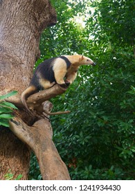 The Southern Tamandua On Tree, Also Called The Collared Anteater Or Lesser Anteater