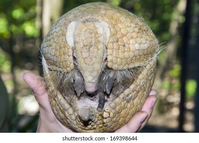 Southern Three-banded Armadillo (Tolypeutes Matacus) In Hand