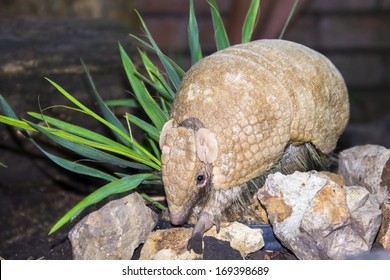 Southern Three-banded Armadillo (Tolypeutes Matacus)