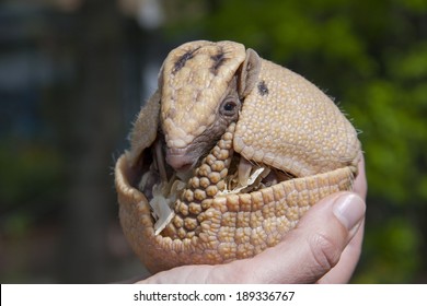 Southern Three-banded Armadillo (Tolypeutes Matacus) In Hand