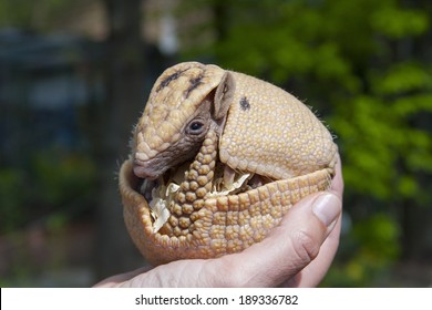 Southern Three-banded Armadillo (Tolypeutes Matacus) In Hand