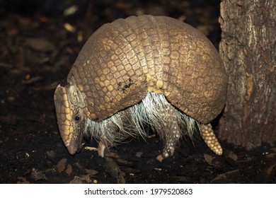 Southern Three-banded Armadillo (Tolypeutes Matacus)