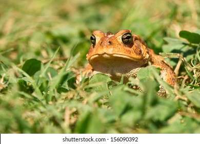 Southern Toad