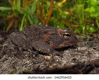 383 Florida toad Images, Stock Photos & Vectors | Shutterstock