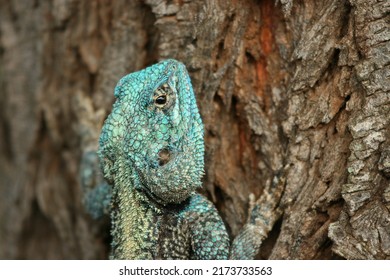 Southern Tree Agama, Kruger National Park, South Africa