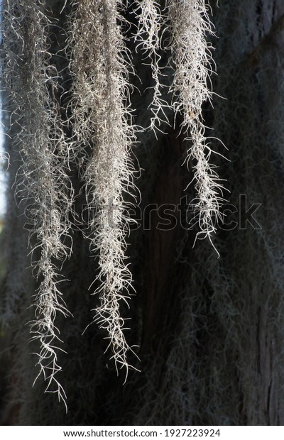 Southern\
tree with Spanish Moss hanging from the\
limbs