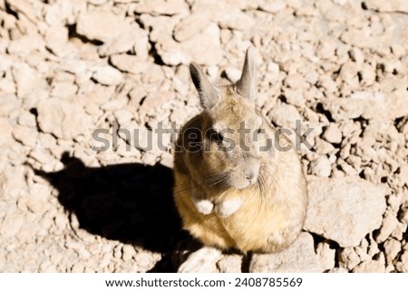 Southern viscacha from Bolivia. Bolivian wildlife