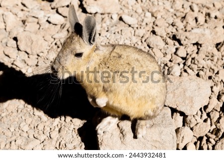 Southern viscacha from Bolivia. Bolivian wildlife