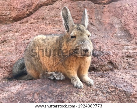 southern viscacha, Lagidium , looks like a crossing of hare and Chinchilla and lives in the higher altitudes of the Andes, alti plano in Chile, Argentina and Bolivia