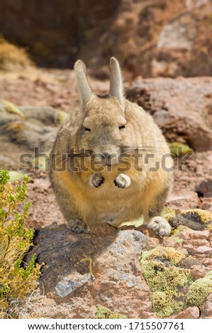 Southern Viscacha or Mountain Viscacha (Lagidium viscacia), Potosi, Bolivia, South America