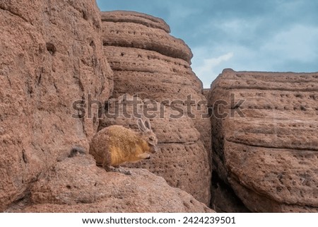 Southern Viscacha or vizcacha (Lagidium viscacia), rare rodents found in rocky high mountains  in Argentina, Bolivia, Chile, and Peru