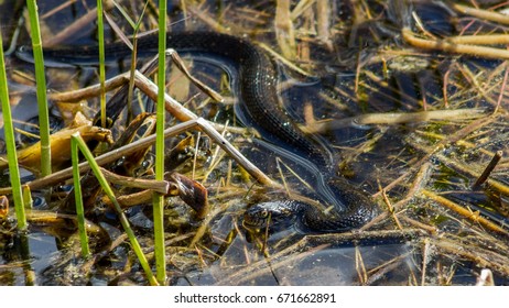 Southern Water Snake