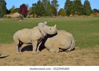 Southern White Rhino at Cotswold Wildlife Park and Gardens, England