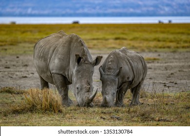 Southern White Rhino Cow And Calf Grazing On Grass Near The Foreshore Of Lake Nakuru National Park, A Rhino Sanctuary In Kenya, Africa. Great Rift Valley. Endangered And Near Threatened. 