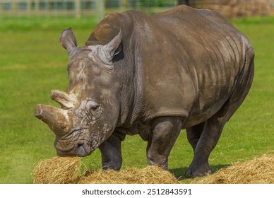 Southern white rhino feeding on hay. - Powered by Shutterstock