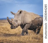 Southern White Rhino grazing in savannah grassland in Africa
