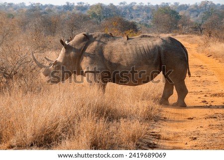 Southern White Rhino or Rhinoceros with oxpeckers in South Africa