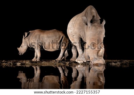 Southern white rhino at a water hole at night in South Africa