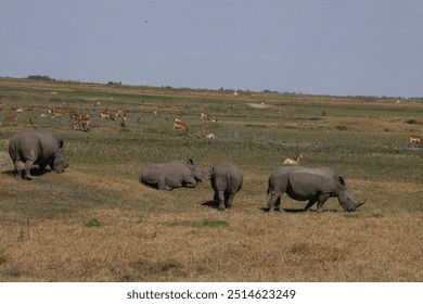 Southern White Rhino in the wild