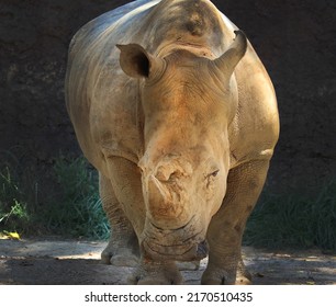 Southern White Rhino Zoo Knoxville