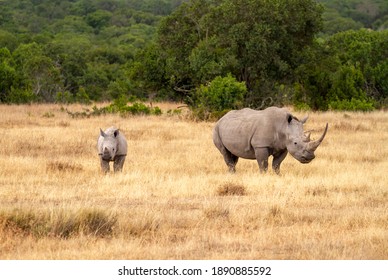 Southern white rhinoceros cow and calf (Ceratotherium simum) in Ol Pejeta Conservancy, Kenya, Africa. Near threatened species also known as Square-lipped rhino. Mother with cute baby animal - Powered by Shutterstock