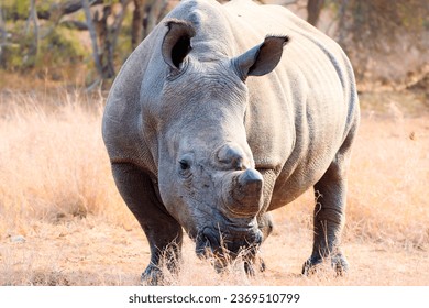 Southern White Rhinoceros grazing the fields of Africa - Shutterstock ID 2369510799