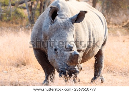Southern White Rhinoceros grazing the fields of Africa
