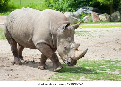 Southern White Rhinoceros On Natural Background Stock Photo 693936274 ...