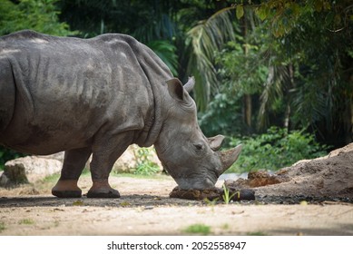 The Southern White Rhinoceros Or Square-lipped Rhinoceros Eating His Manure.