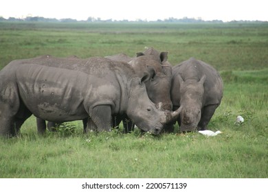 The Southern White Rhinoceros Or Southern Square-lipped Rhinoceros Is One Of Botswana. 