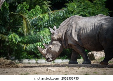 The Southern White Rhinoceros Or Square-lipped Rhinoceros Walking In The Zoo.