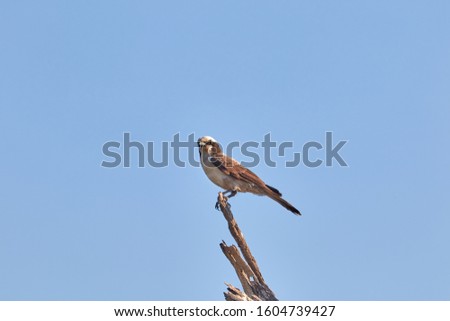 Similar – Jay in the morning light