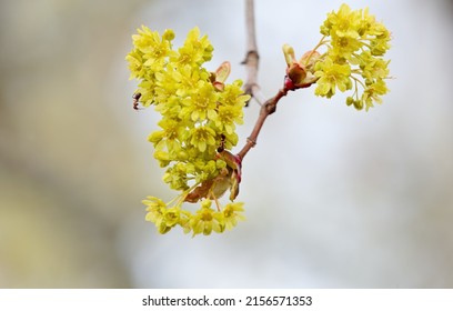 Southern Wood Ants Feed On Maple Flowers