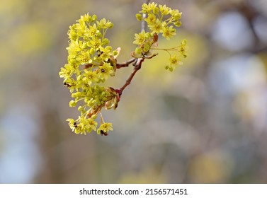 Southern Wood Ants Feed On Maple Flowers