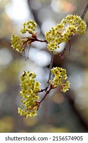 Southern Wood Ants Feed On Maple Flowers