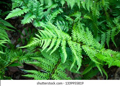 Southern Wood Fern Closeup