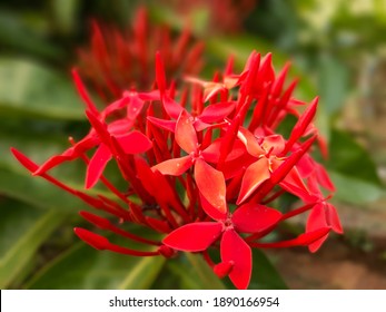 Southern Wood Jhau Tree Leaves Stock Photo 1890166954 | Shutterstock