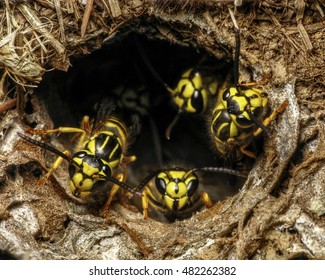 Southern Yellow Jackets (Vespula squamosa) at the entrance of Nest Hole in ground