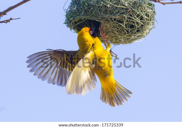 Southern Yellow Masked Weaver during the breeding\
season in Namibia