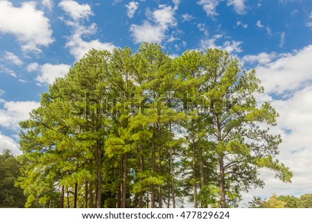 Southern Yellow Pine Trees (Pinus taeda), also known as Loblolly Pines against blue sky.